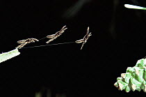 Jumping spider jumping {Marpissa rumpfii} triple exposure sequence