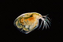 Female Water flea {Daphnia sp} with fulled formed young inside carapace, UK. Magnification: x20 at 6x7cm
