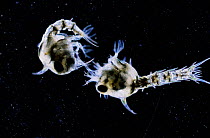Larvae of Common shore crab {Carcinus maenas} UK.