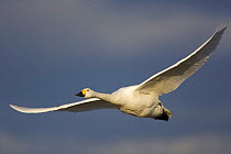 Bewick swan {Cygnus columbianus columbianus} in flight. UK.