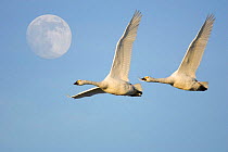 Two Bewick swans {Cygnus columbianus bewickii} flying with full-moon in sky. UK.