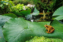Common frog {Rana temporaria} sitting on lily pad in garden pond. UK.