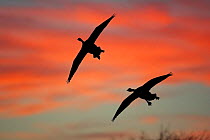 Two Greylag geese {Anser anser} flying silhouetted at sunset. UK.