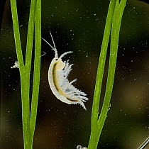 Freshwater Shrimp {Gammarus pulex} UK.