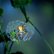 Forest spider {Argiope sp}, note stabilimentum in centre of web, East Africa