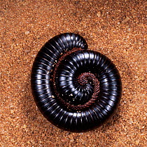 Giant millipede coiled for defense {Diplopoda} East Africa