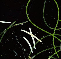 Ciliate protozoa {Spirostomum sp} amongst Algae, UK.