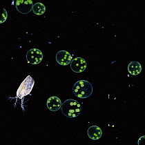 Volvox protozoa