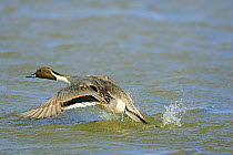 Pintail duck {Anas acuta} taking-off from water, UK.
