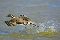 Pintail duck {Anas acuta} taking-off from water. UK.