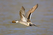 Pintail duck {Anas acuta} in flight, UK.