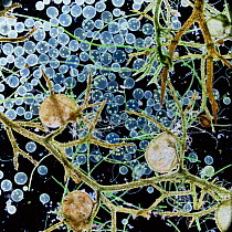 Volvox protozoa amongst Bladderwort