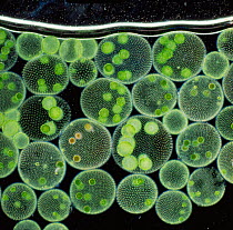 {Volvox} protozoa growing at water surface in sunlight, UK.