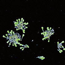 Floating colonies of Stantor (ciliate protozoa) with gas bubbles used to lift colonies.