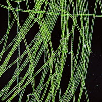 RF- Filamentous Green algae (Spirogyra sp). (This image may be licensed either as rights managed or royalty free.)