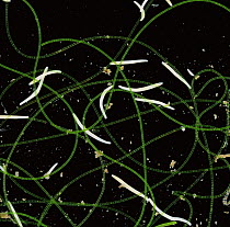 Ciliate protozoa {Spirostomum sp} amongst filamentous Algae