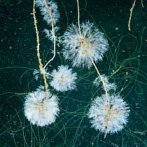 Protozoa {Epistylis} colonies on duckweed roots, UK.