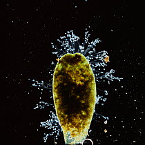 Protozoa {Epistylis} colonies on waterweed leaf, UK.