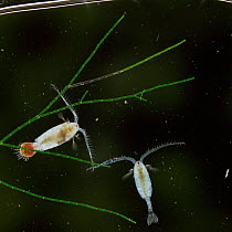 Freshwater copepod {Diaptomus} male + female carrying eggs.