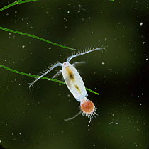 Freshwater copepod {Diaptomus} female carrying eggs.