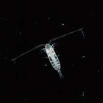 Marine planktonic Copepod {Calanus}