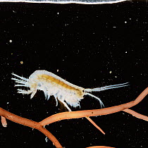 Marine shrimp {Gammarus sp}