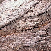 Convolvulus hawkmoth {Agrius / Herse convolvuli} camouflaged on bark, UK.