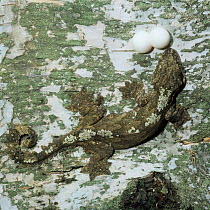 Kuhl's / Flying gecko {Ptychozoon kuhli} female with eggs, Thailand