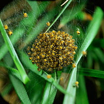 Orb web spiderlings on web {Araneus quadratus} UK.