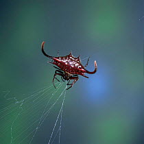 Spiked spider {Gasteracantha sp} eating its web as it winds it in, East Africa