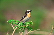 Whinchat {Saxicola rubetra} male with summer plumage on bracken singing. UK.
