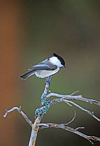 Willow tit {Poecile montanus} perching. Finland.