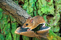 Yellow-necked mouse {Apodemus flavicollis} portrait. UK.