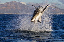RF- Great white shark (Carcharodon carcharias) breaching. South Africa. (This image may be licensed either as rights managed or royalty free.)