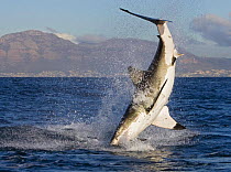 Great white shark {Carcharodon carcharias} breaching.,South Africa.