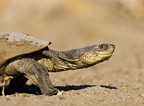 Helmeted turtle / Marsh terrapin {Pelomedusa subrufa} portrait, Namibia.