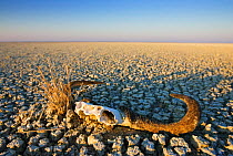 Animal skull on cracked earth, dry landscape. Namibia.