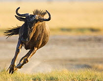 Wildebeest {Connochaetes taurinus} running. Namibia.