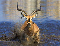 Black faced impala {Aepyceros melampus petersi} running through water, Namibia.