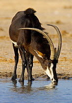 Sable antelope {Hippotragus niger} male drinking. Namibia.