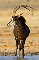 Sable antelope {Hippotragus niger} male at drinking hole. Namibia.