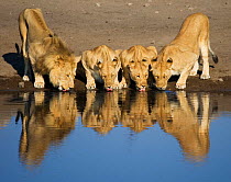 Pride of African lions {Panthera leo} drinking. Namibia