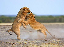 Two African lionesses {Panthera leo} play fighting. Namibia.