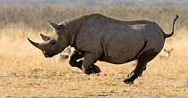 Black rhinoceros {Diceros bicornis} running. Namibia.