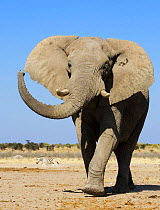 African elephant {Loxodonta africana} walking. Namibia.