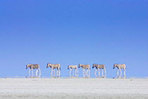 Common zebra {Equus quagga} group on horizon through heat-haze. Namibia.