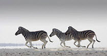 Three Common zebra {Equus quagga} running. Namibia.