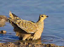 Variegated / Burchells sandgrouse (Pterocles burchelli) gathering water in feathers for chicks, Namibia.