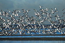 Oystercatchers {Haematopus ostralegus} flock in flight, Morecombe Bay, Lancashire, UK.