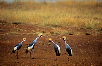 Four Crowned cranes {Balearica regulorum}  Kenya.